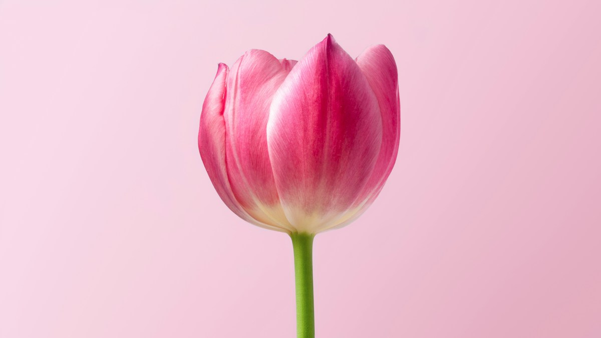 Hoa tulip mừng sinh nhật